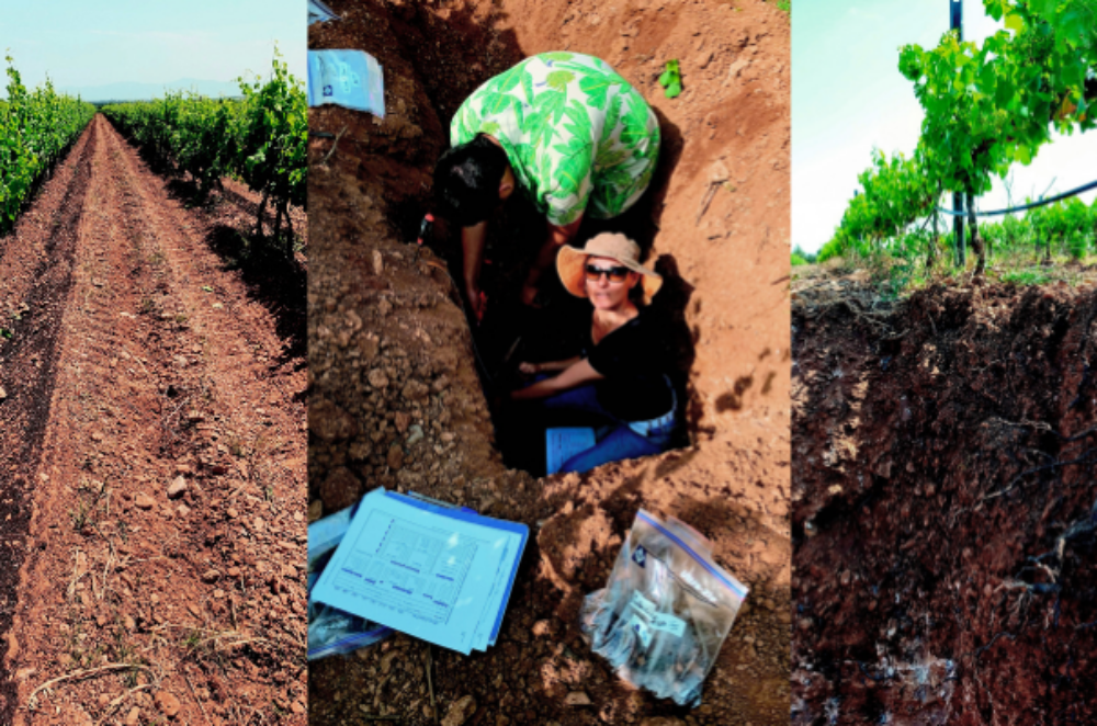 l’irrigation de la vigne : une nécessité dans certains terroirs