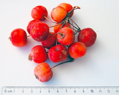 Pommes du pommier d'ornement « Evereste »