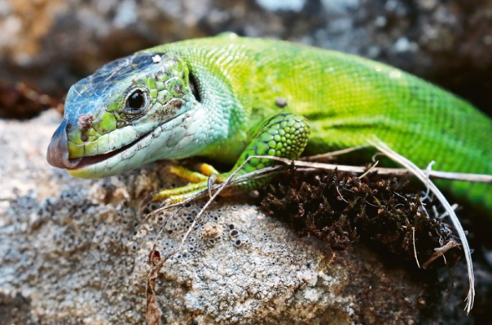 Lézard vert