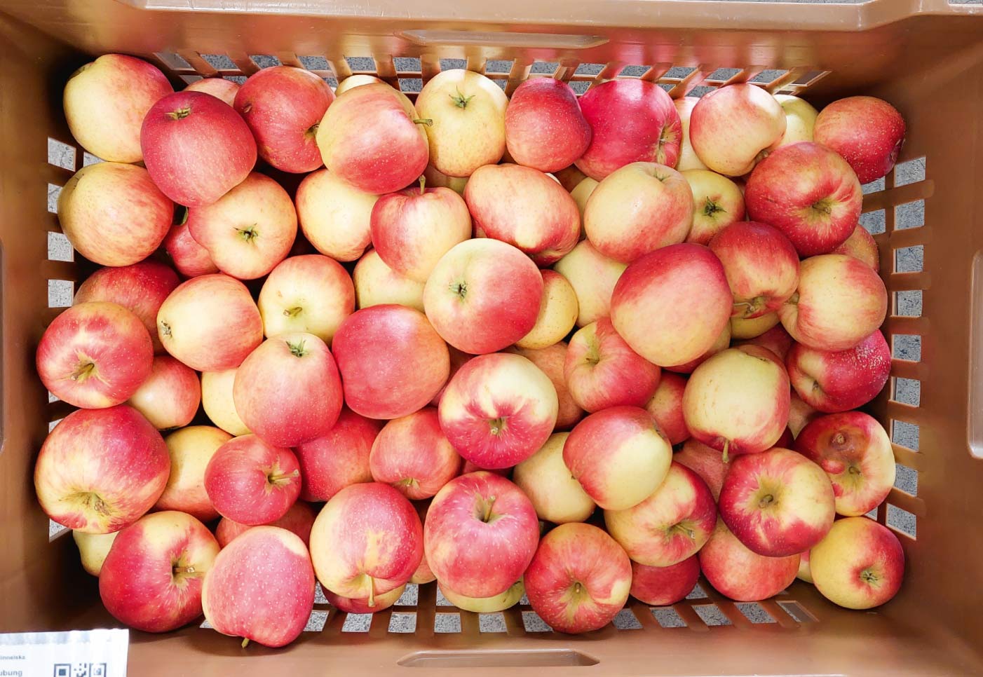 Fruits de la variété Minneiska 