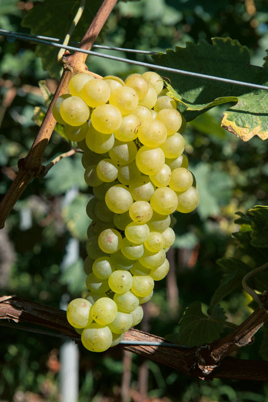 Chasselas. Photo : Carole Parodi, Agroscope
