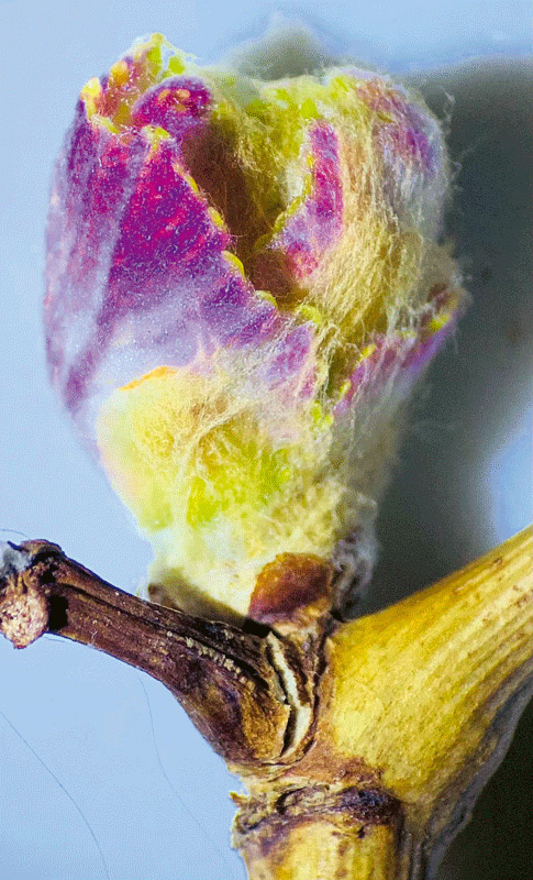 Bourgeon de vigne en début de développement. Photo : Alain Deloire