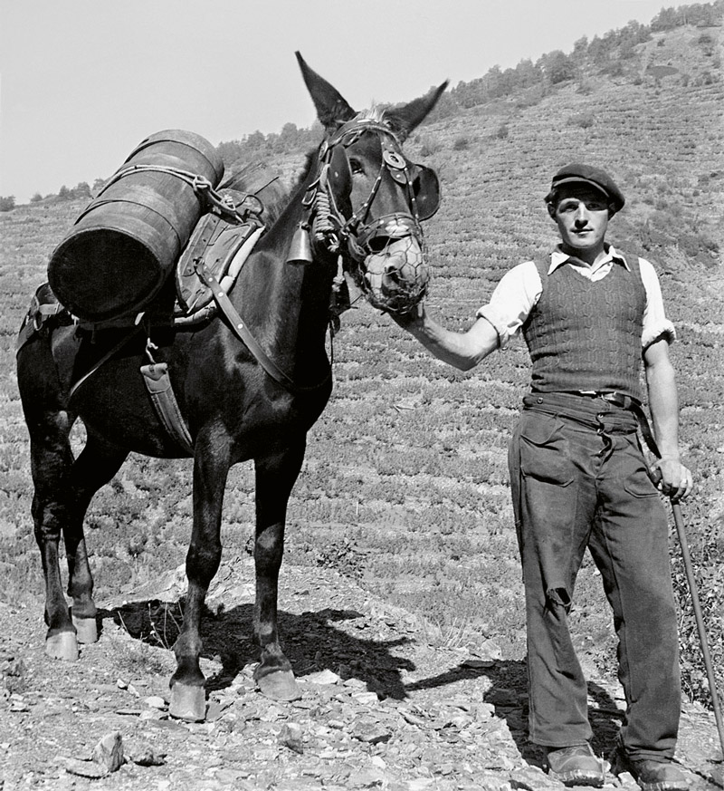 Il n’y a pas si longtemps, les mulets étaient essentiels pour le travail de la vigne et le transport des vendanges, surtout dans les terrains escarpés.
