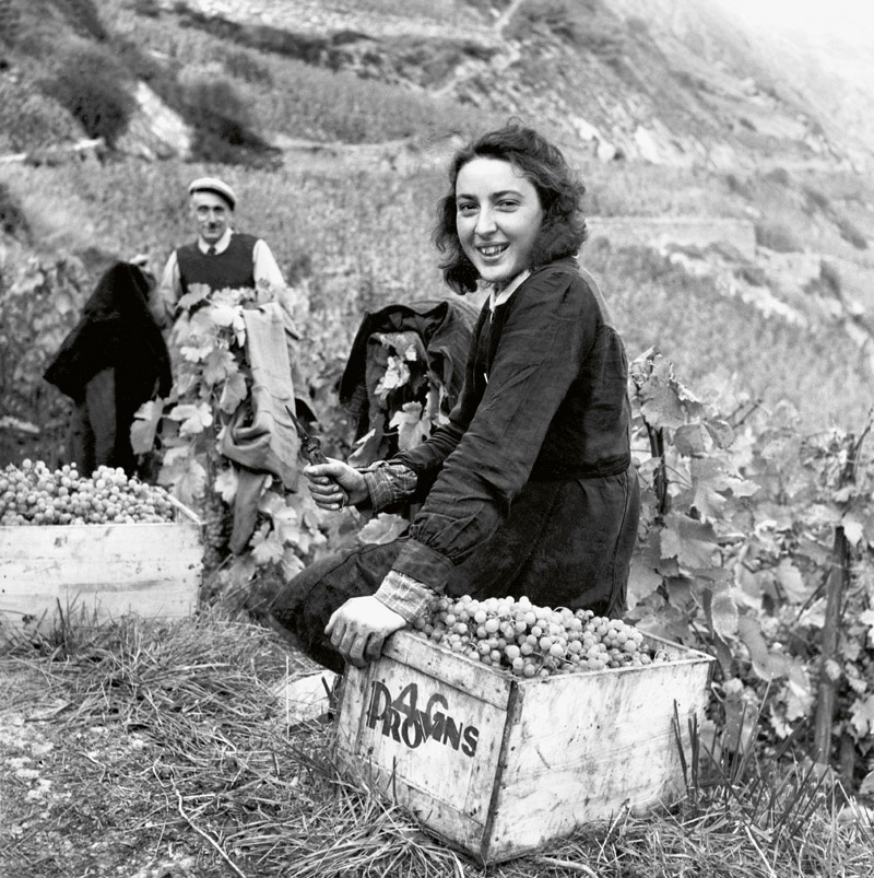 En 1937, l’ingénieur agronome Albert Luisier a l’idée de transporter les raisins entiers jusqu’aux pressoirs dans des caissettes en bois, alors qu’il était de coutume d’acheminer à la cave la vendange déjà foulée dans des grands tonneaux.