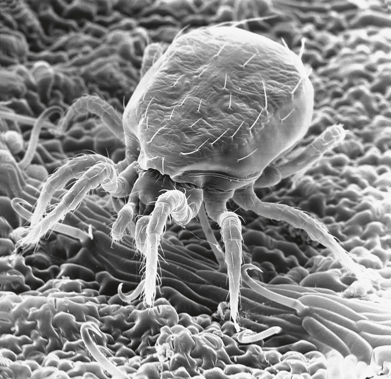 Parmi les stratégies de lutte biologique, le typhlodrome est le prédateur naturel des araignées rouges et jaunes.