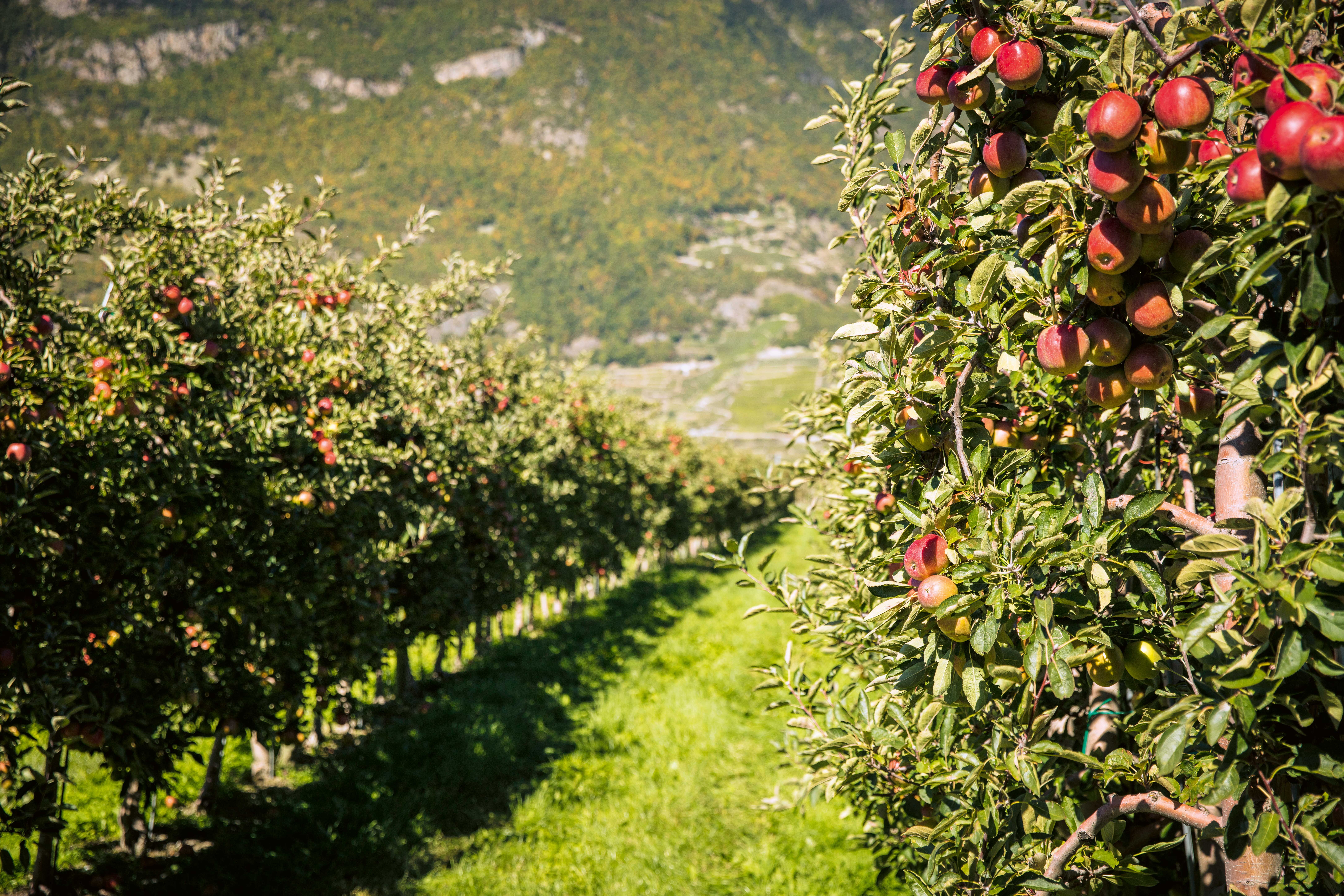 La libéralisation du marché expose l’arboriculture suisse à davantage de concurrence.