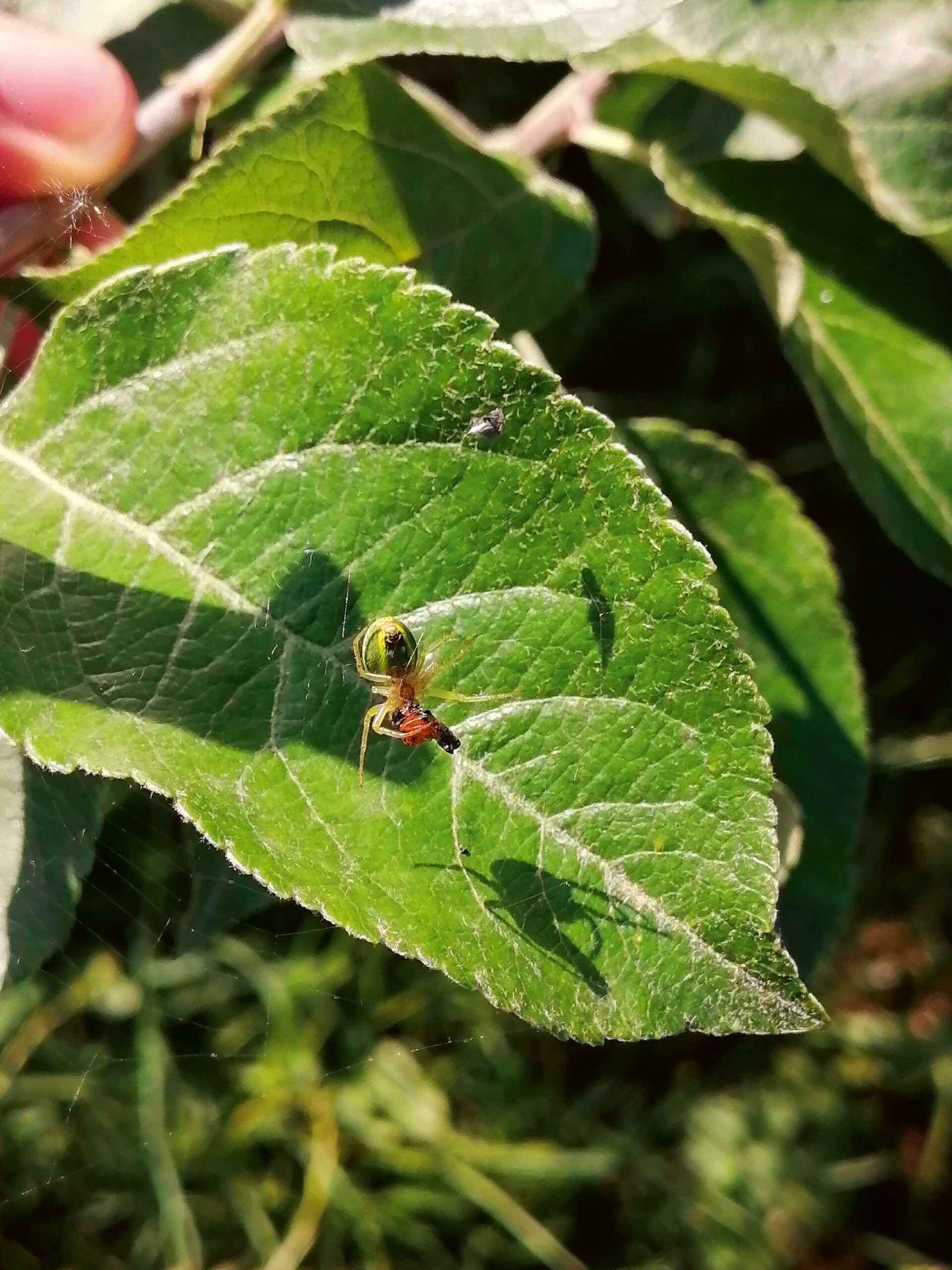 Il ne faut pas sous-estimer le rôle des araignées comme prédatrices naturelles.