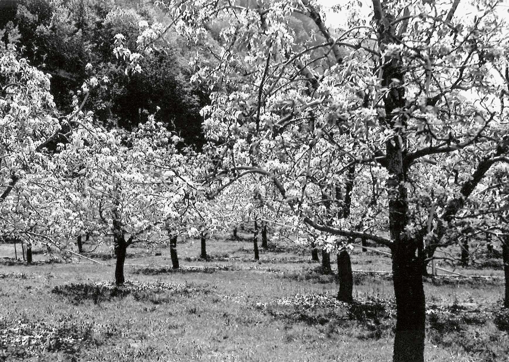 Des pommiers en fleurs dans les années 50.
