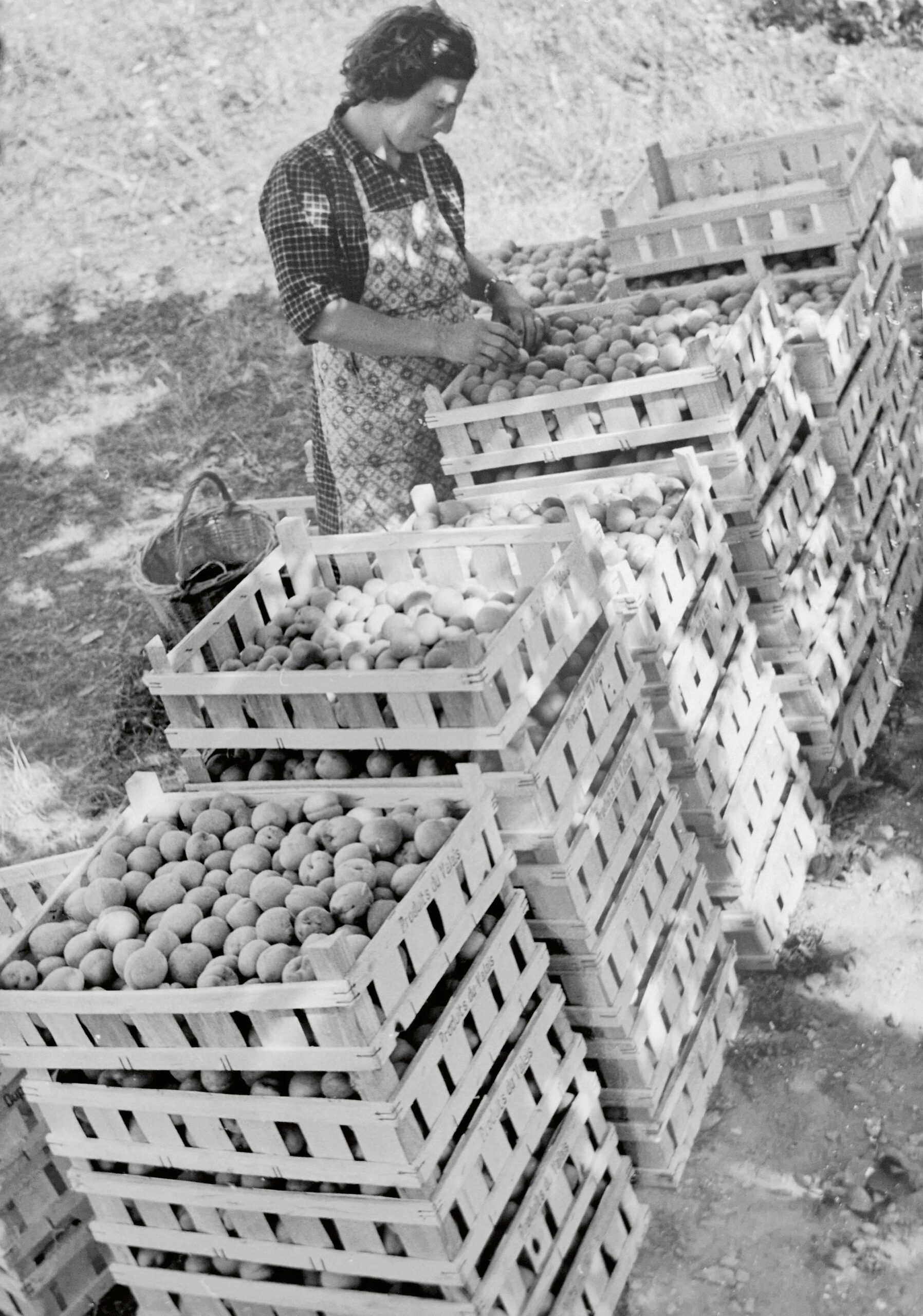 … et de celle des abricots du Valais.