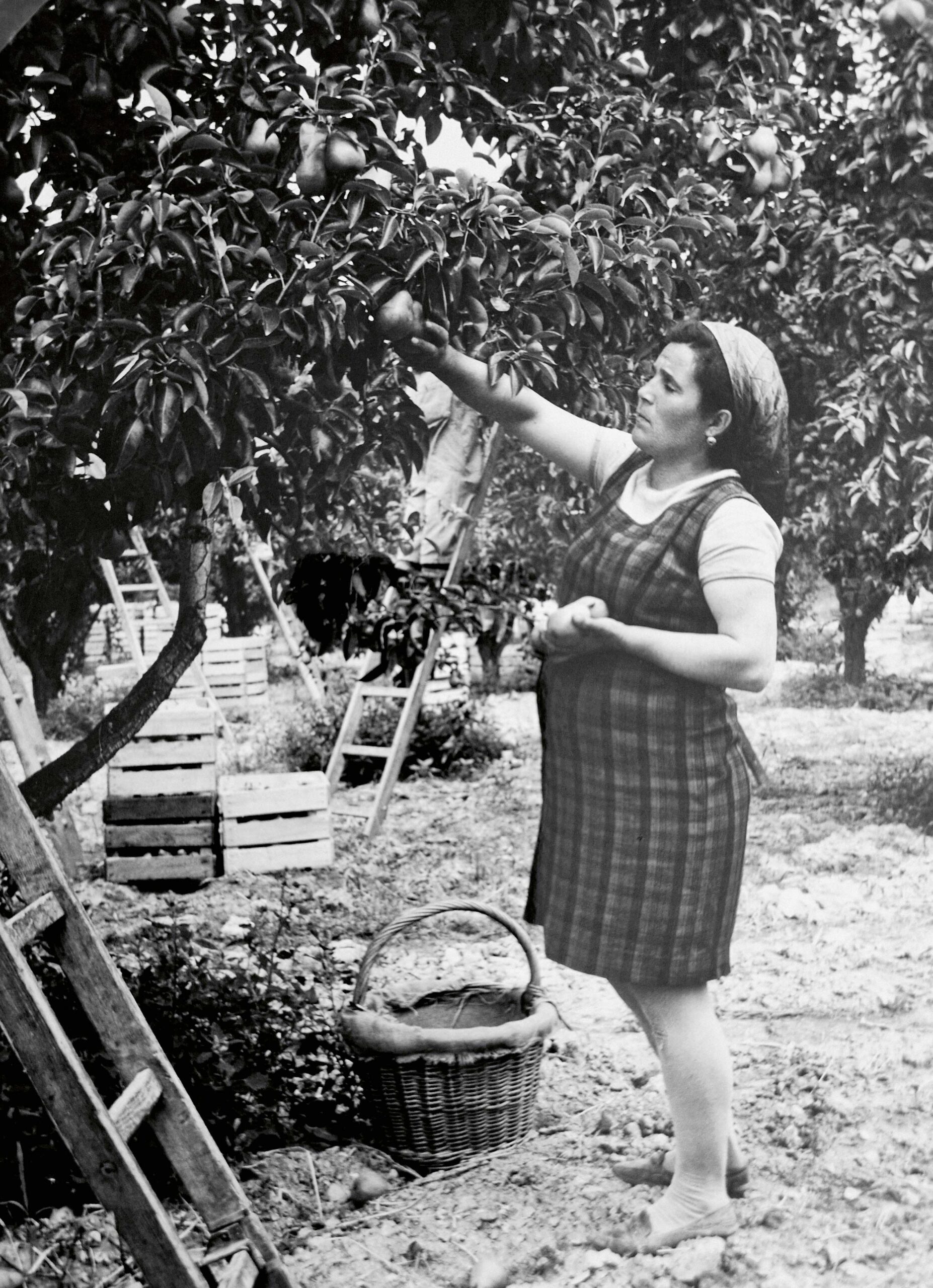 Souvenirs des années 50‑60 lors de la récolte des poires…