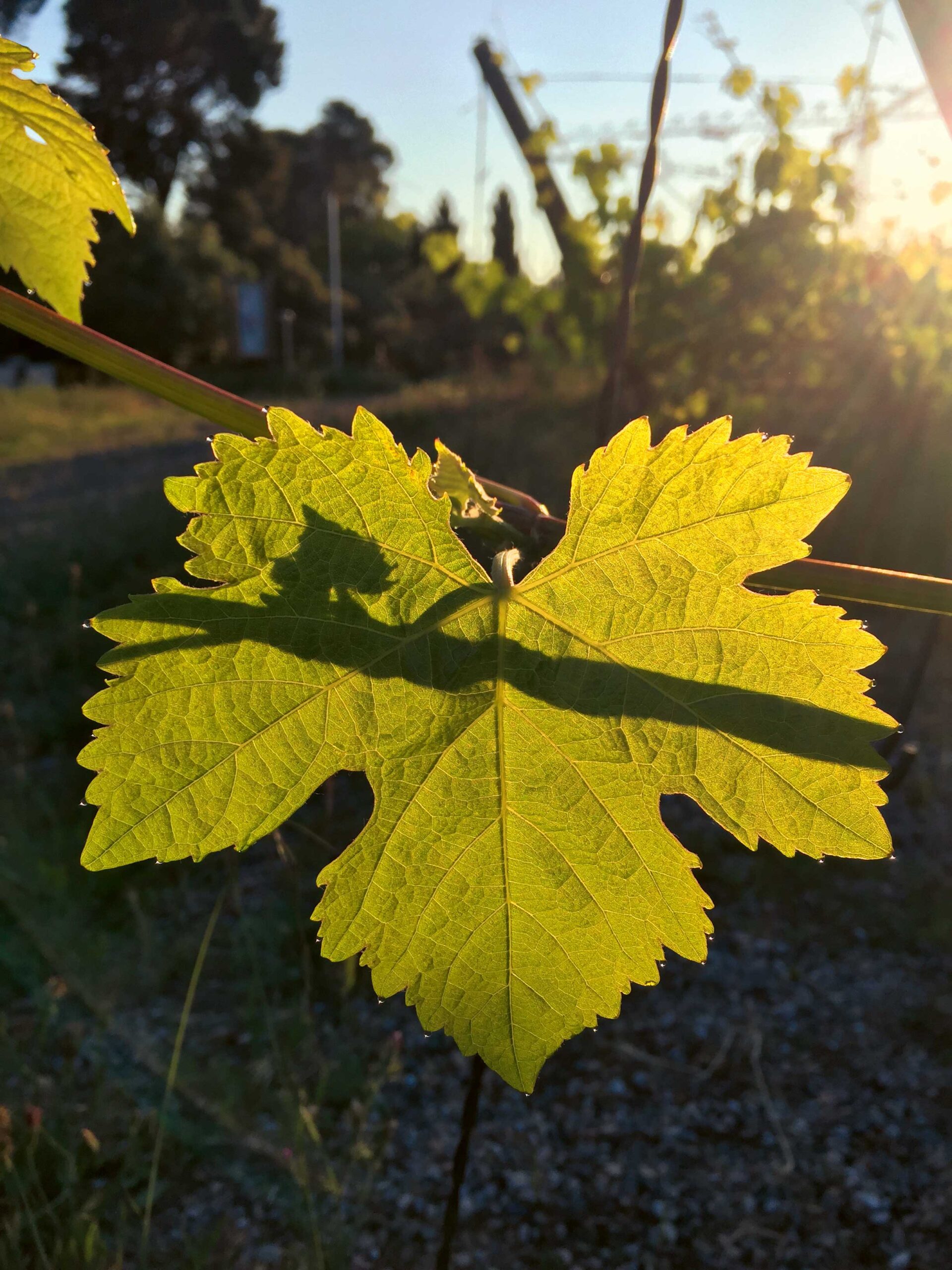 Feuille de vigne en fin de journée