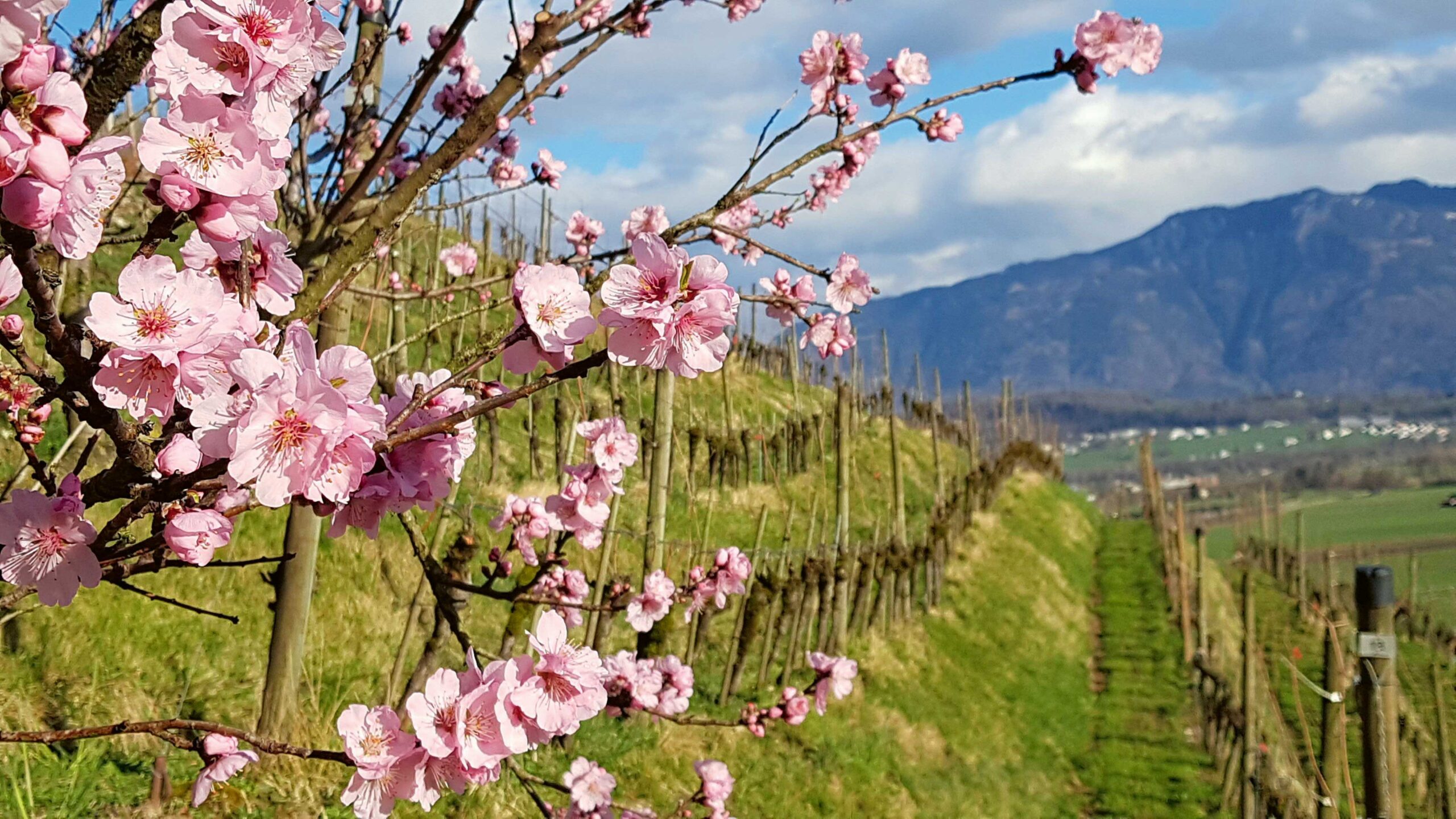 Au printemps, les pêchers en fleurs sont un véritable tableau et illuminent nos paysages.