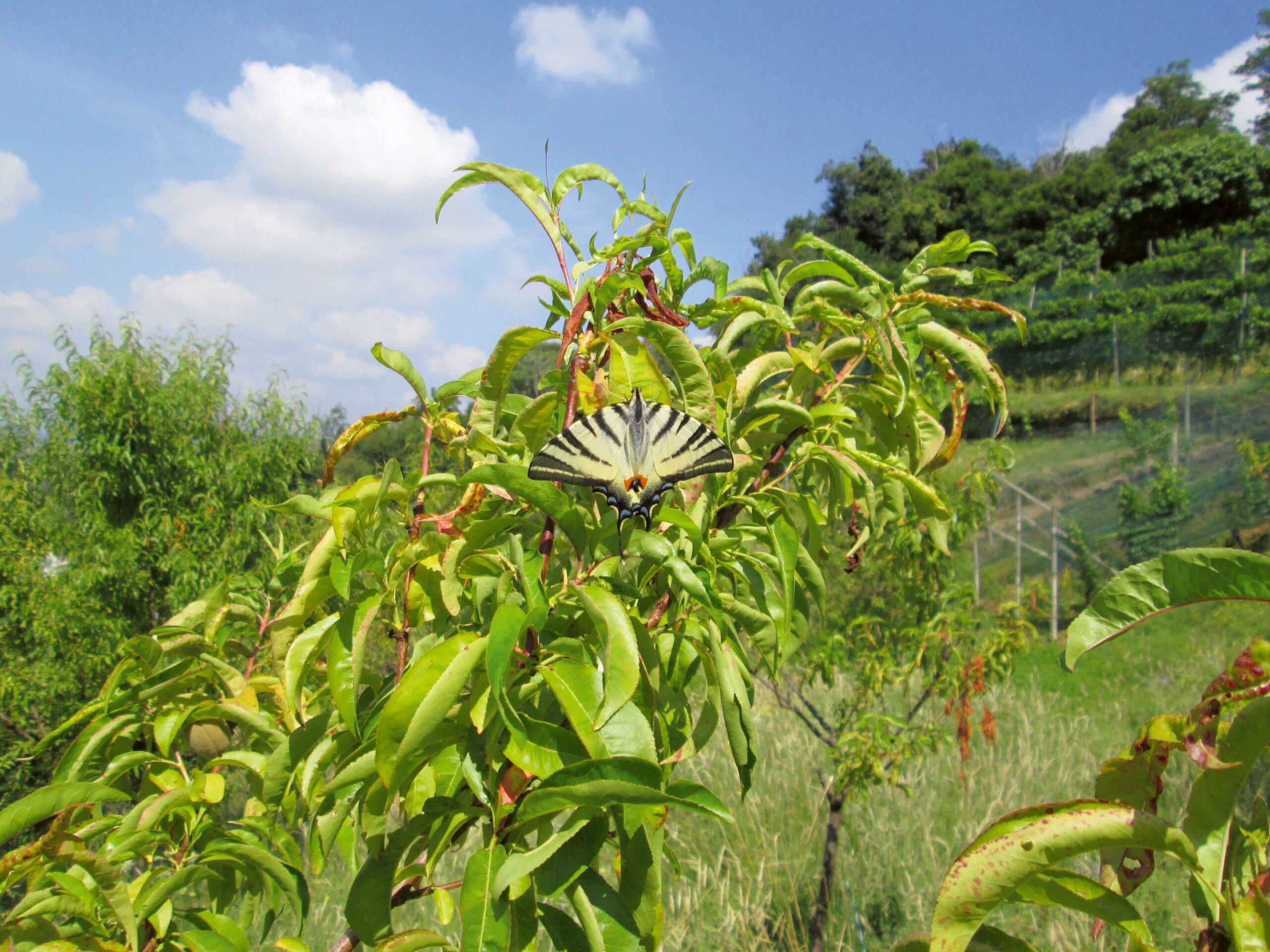 La chenille du papillon flambé (Iphiclides podalirius) se développe en se nourrissant, entre autres, des feuilles du pêcher. 