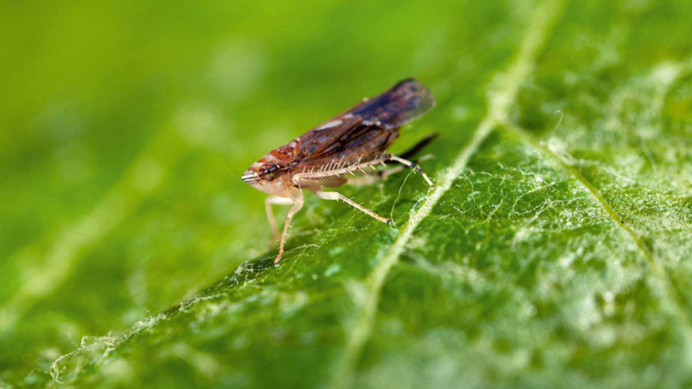 Fig. 1 : La cicadelle d’origine américaine, Scaphoideus titanus, est le principal vecteur de la flavescence dorée.