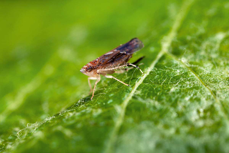 Fig. 1 : La cicadelle d’origine américaine, Scaphoideus titanus, est le principal vecteur de la flavescence dorée.