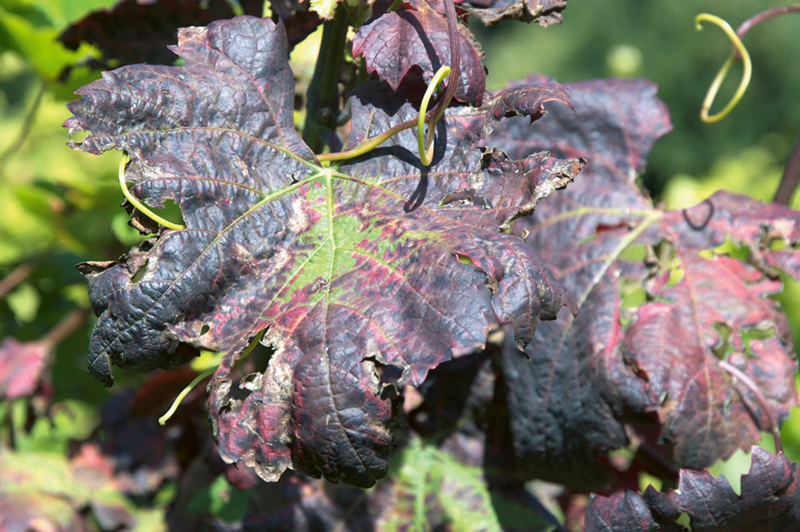 Fig. 2 : Enroulement vers le bas et décoloration généralement sectorielle des feuilles, parfois le long des nervures principales (vers le jaune pour les cépages blancs et vers le rouge pour les cépages colorés sauf pour l'Isabella), texture « craquante ». © DR