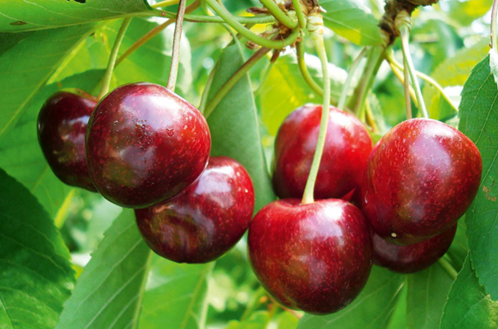 En 2024, la conservation des cerises a été particulièrement difficile.