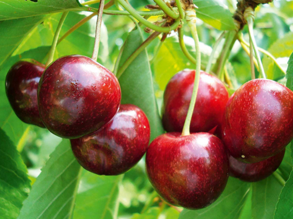En 2024, la conservation des cerises a été particulièrement difficile.