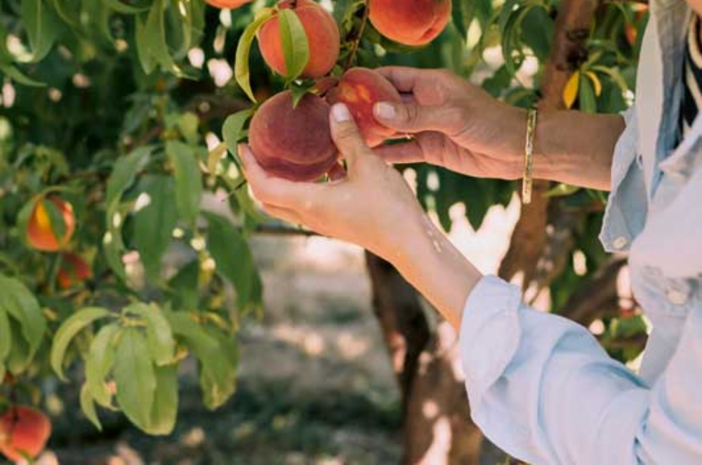 Cueillettes de fruits