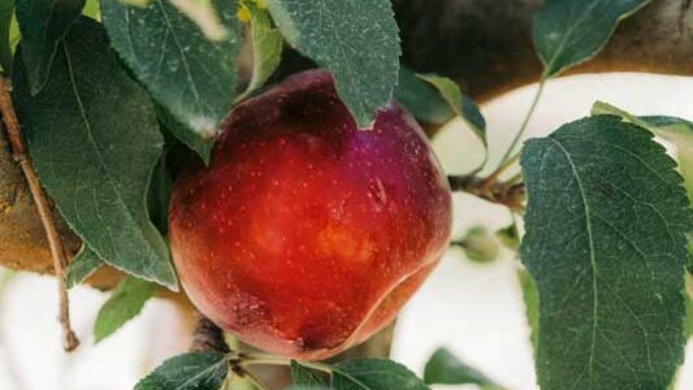Pomme