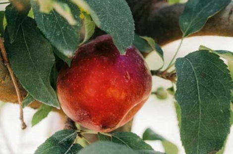 Pomme