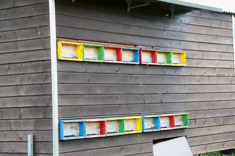 Pratiques bénéfiques pour les abeilles et abeilles sauvages.