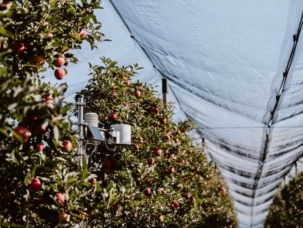 Appareil de contrôle pour la récolte de fruits à pépins.