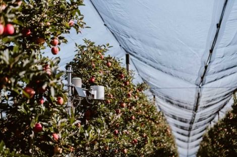 Appareil de contrôle pour la récolte de fruits à pépins.