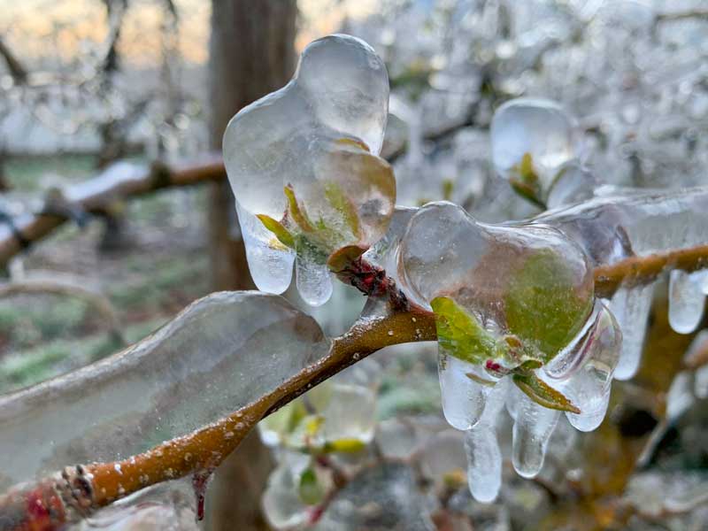 Les cultures peuvent être protégées du gel par irrigation en canopée.