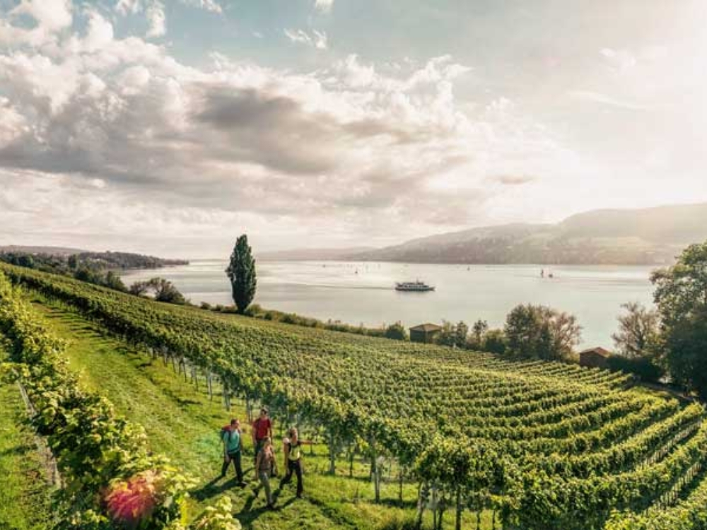 Balade dans les vignes à Aargau