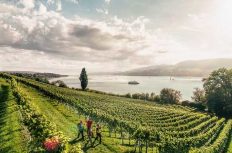 Balade dans les vignes à Aargau