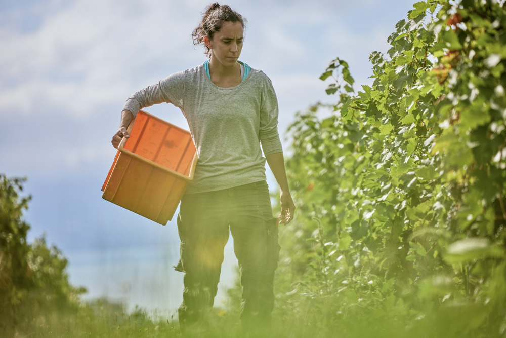 L'opération « Au cœur des vendanges », organisée par Swiss Wine Promotion, permet de montrer le travail manuel de la vigne au grand public.
