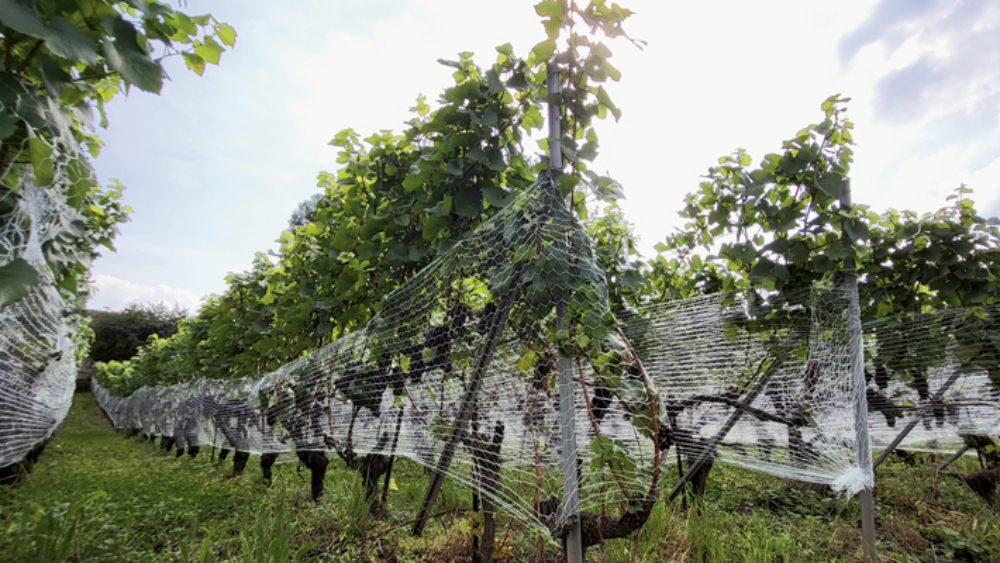 Filets vignes