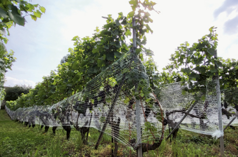 Filets vignes