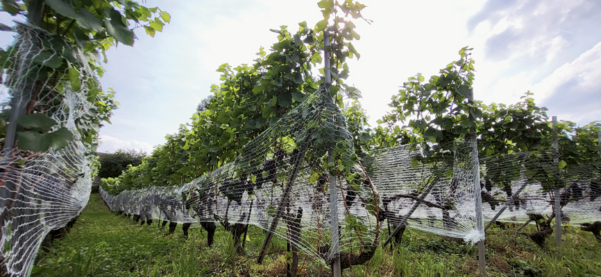 Filets vignes