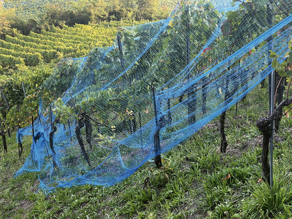 Filets vignes