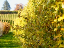 VV_25_06-ACTUS_3-UFL