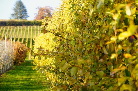 VV_25_06-ACTUS_3-UFL