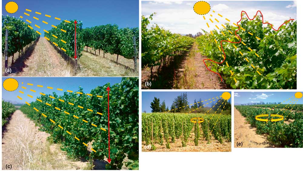 Fig. 3 : Exemples de différentes architectures de végétation de la vigne (système de conduite × système de taille) utilisées dans les régions viticoles internationales. (a) Espalier classique palissé (Vertical Shoot Positioning : V.S.P.). (b) Système de conduite non palissé dont la végétation est à port retombant. (c) Système de conduite appelé Smart-Dyson. (d) Vignes en gobelet échalassées à haute densité et irriguées (Afrique du Sud). (e) Vignes conduites en gobelet bas non palissées (cépage pinotage, Afrique du Sud).