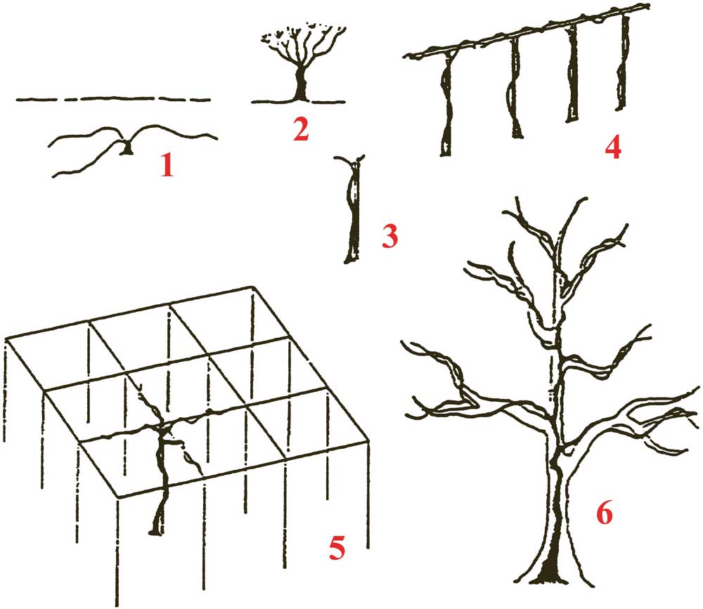 Columelle et Pline l’ancien ont décrit six types principaux d’architecture (formes de base) de la vigne. (Carbonneau et al., 2001)