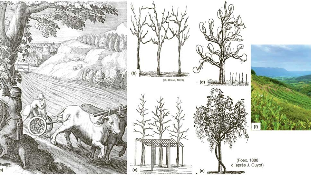 Fig. 2 : Exemples d’associations « vignes et arbres ». (a) Vigne sauvage poussant sur un arbre (lithographie du XVIe siècle). (b) + (c) En Europe, il était autrefois courant de cultiver ensemble arbres fruitiers et vignes. (b) Les arbres fruitiers comprenaient l’érable, le cerisier, le prunier et le mûrier. (c) Pour augmenter la production de raisin, des systèmes de conduite en pergola étaient associés aux vignes poussant dans les arbres. (d) + (e) Vignes conduites sur des arbres morts utilisés comme supports en bois. (f) Un vignoble « agroécologique » naturel en Slovénie (région viticole de Vipava).