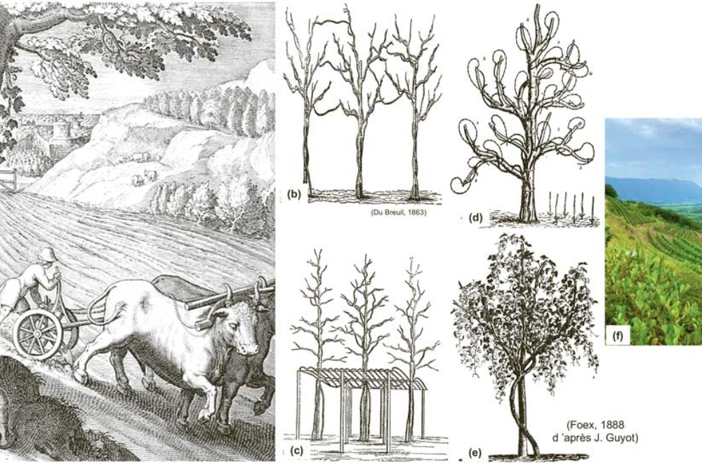 Fig. 2 : Exemples d’associations « vignes et arbres ». (a) Vigne sauvage poussant sur un arbre (lithographie du XVIe siècle). (b) + (c) En Europe, il était autrefois courant de cultiver ensemble arbres fruitiers et vignes. (b) Les arbres fruitiers comprenaient l’érable, le cerisier, le prunier et le mûrier. (c) Pour augmenter la production de raisin, des systèmes de conduite en pergola étaient associés aux vignes poussant dans les arbres. (d) + (e) Vignes conduites sur des arbres morts utilisés comme supports en bois. (f) Un vignoble « agroécologique » naturel en Slovénie (région viticole de Vipava).