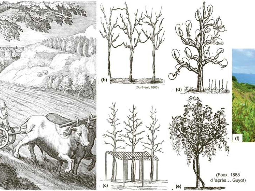 Fig. 2 : Exemples d’associations « vignes et arbres ». (a) Vigne sauvage poussant sur un arbre (lithographie du XVIe siècle). (b) + (c) En Europe, il était autrefois courant de cultiver ensemble arbres fruitiers et vignes. (b) Les arbres fruitiers comprenaient l’érable, le cerisier, le prunier et le mûrier. (c) Pour augmenter la production de raisin, des systèmes de conduite en pergola étaient associés aux vignes poussant dans les arbres. (d) + (e) Vignes conduites sur des arbres morts utilisés comme supports en bois. (f) Un vignoble « agroécologique » naturel en Slovénie (région viticole de Vipava).