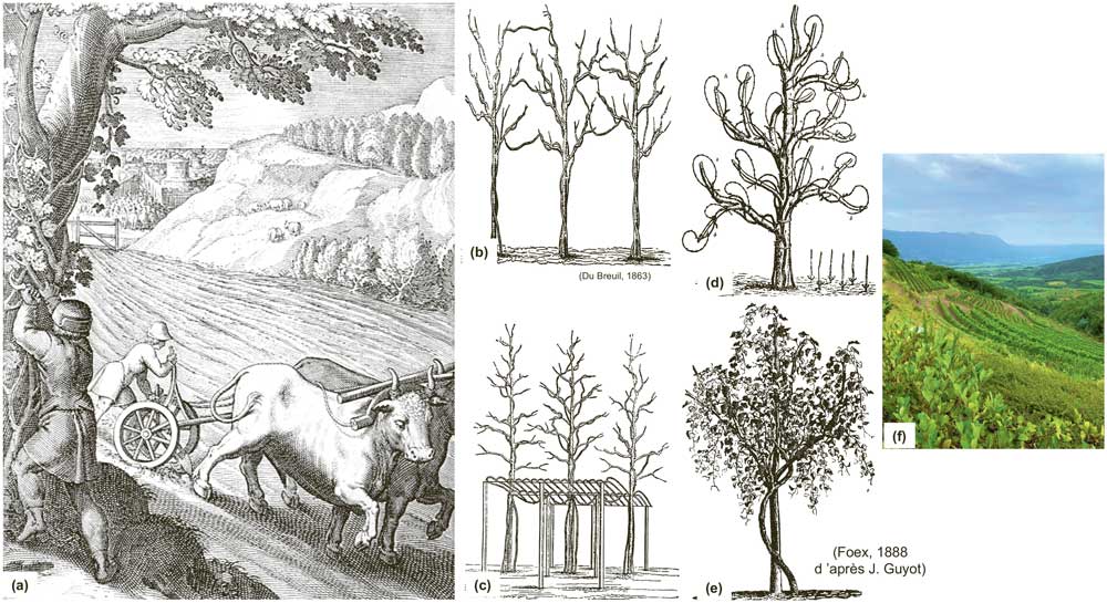 Fig. 2 : Exemples d’associations « vignes et arbres ». (a) Vigne sauvage poussant sur un arbre (lithographie du XVIe siècle). (b) + (c) En Europe, il était autrefois courant de cultiver ensemble arbres fruitiers et vignes. (b) Les arbres fruitiers comprenaient l’érable, le cerisier, le prunier et le mûrier. (c) Pour augmenter la production de raisin, des systèmes de conduite en pergola étaient associés aux vignes poussant dans les arbres. (d) + (e) Vignes conduites sur des arbres morts utilisés comme supports en bois. (f) Un vignoble « agroécologique » naturel en Slovénie (région viticole de Vipava).