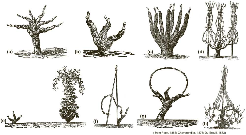 Fig. 4 : Illustration de la diversité du système de conduite en gobelet (cf. Deloire et al., 2022. https://ives-technicalre- views.eu/article/view/5384).