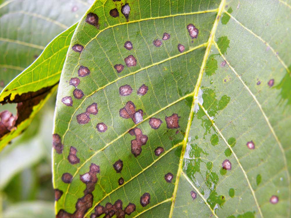 Fig. 2 : Sur la face inférieure des feuilles se forment souvent des dépôts de spores (acervules) de couleur brun à noir, reconnaissables à leur structure en anneaux concentriques.