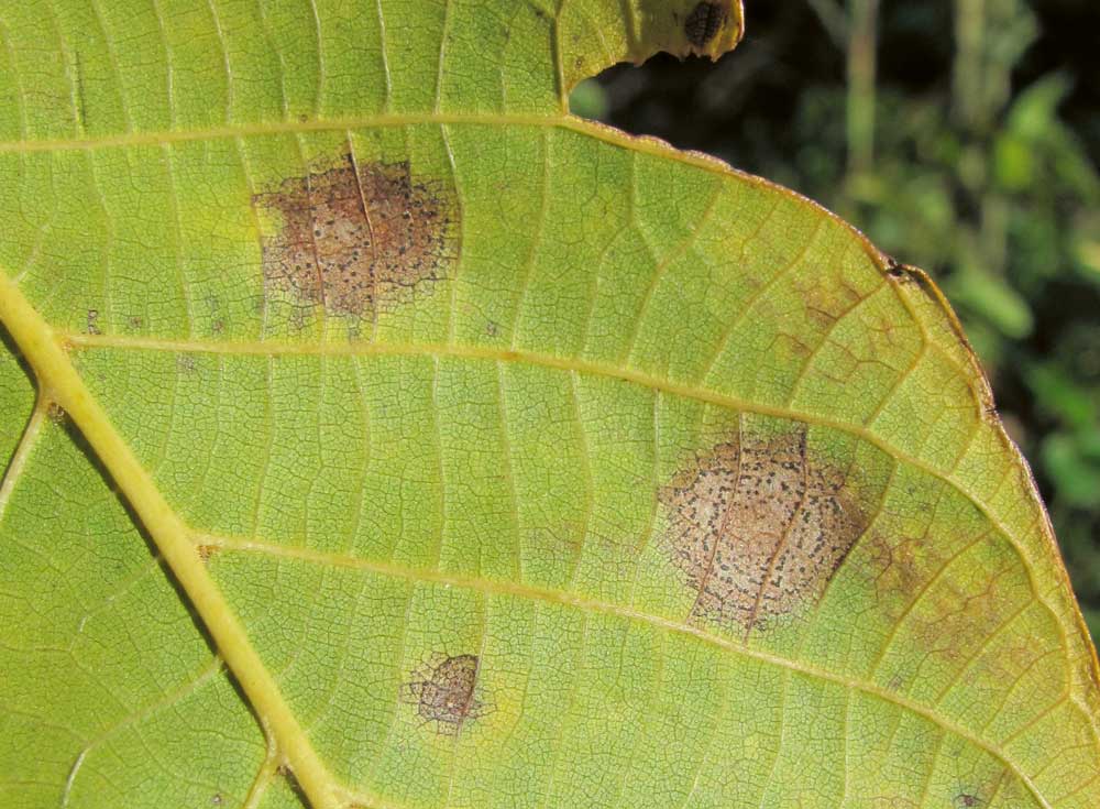 Fig. 1 : Anthracnose du noyer. À gauche : symptômes précoces sur la feuille, à droite : symptômes plus avancés.