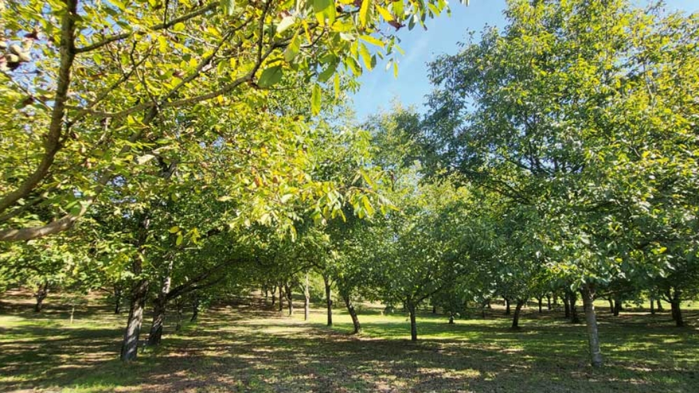 VV_25_06-RECH_3-Noyer_Ambiance_Magaly_Mavilia_01