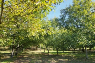 VV_25_06-RECH_3-Noyer_Ambiance_Magaly_Mavilia_01