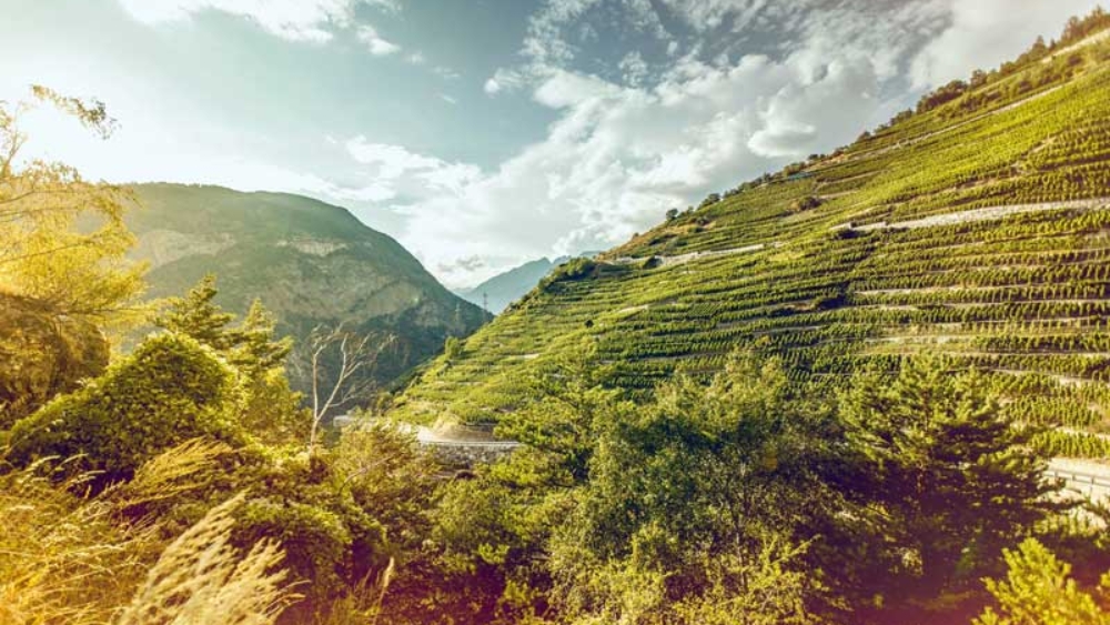 VV_26_01-ACTUS_3-Cervim_01_